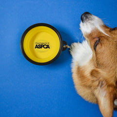 CPB-SM | Small Collapsible Pet Bowl